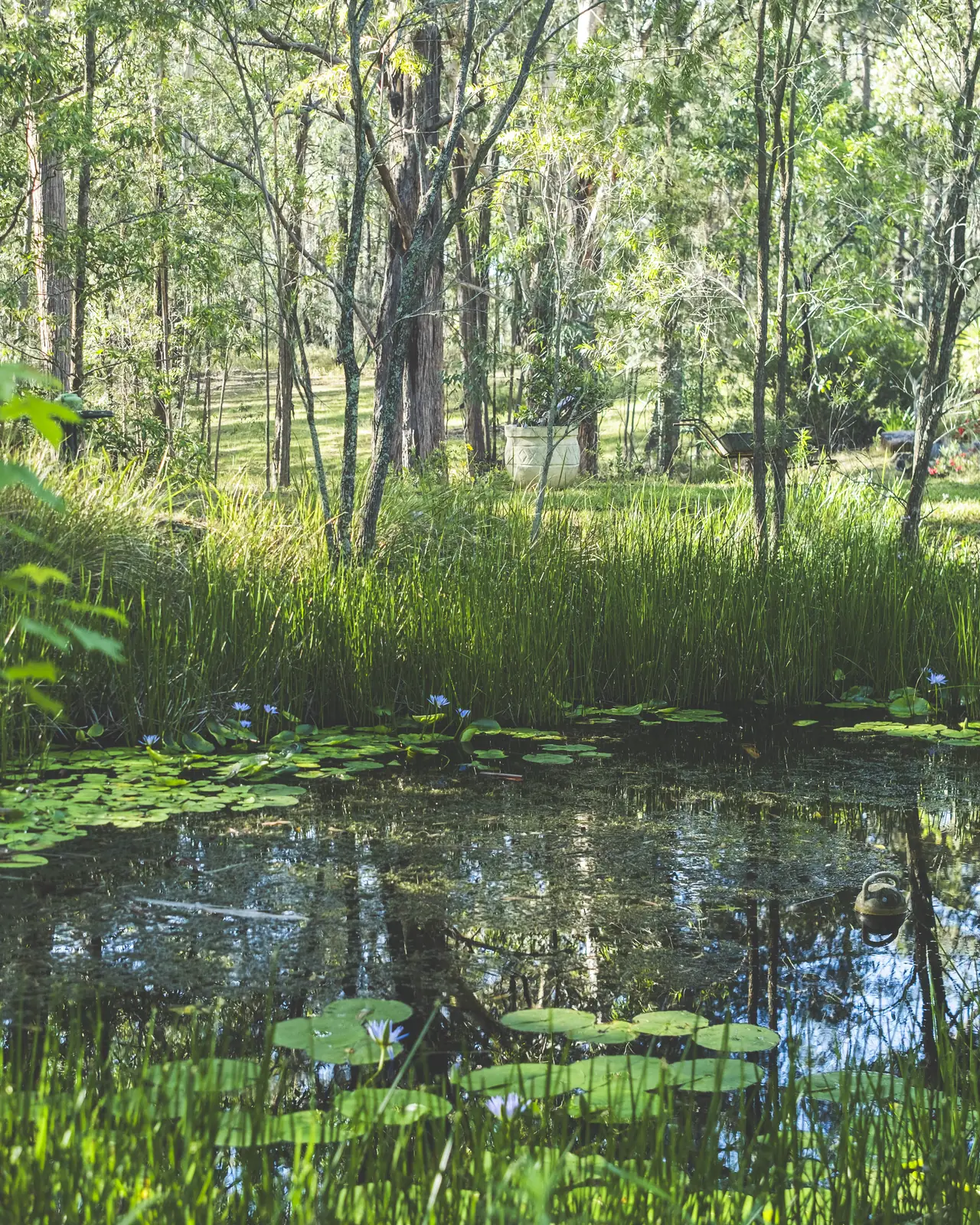 The lily pond and reeds, green bush behind