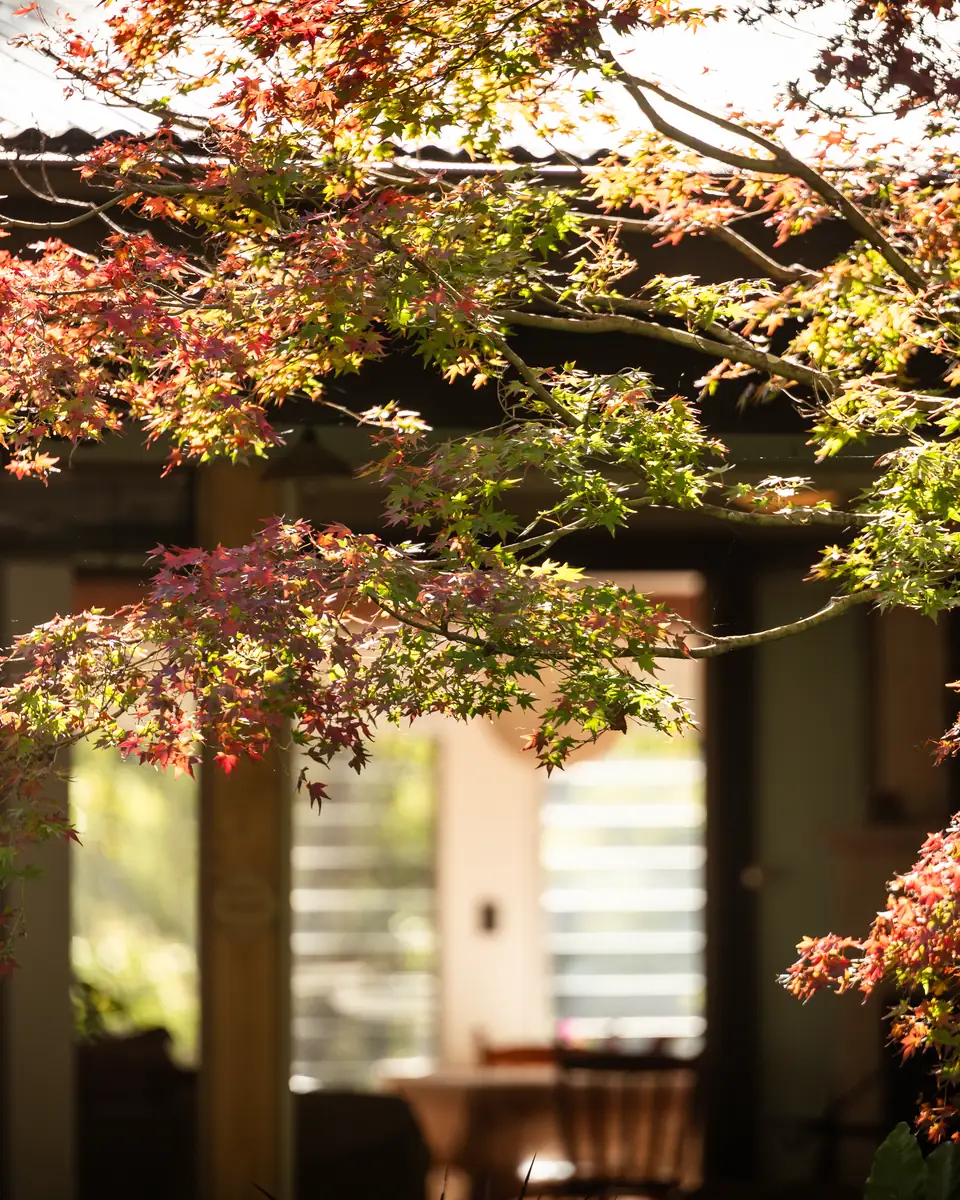 Red and green maple leaves in the sun in front of the homestead verandah