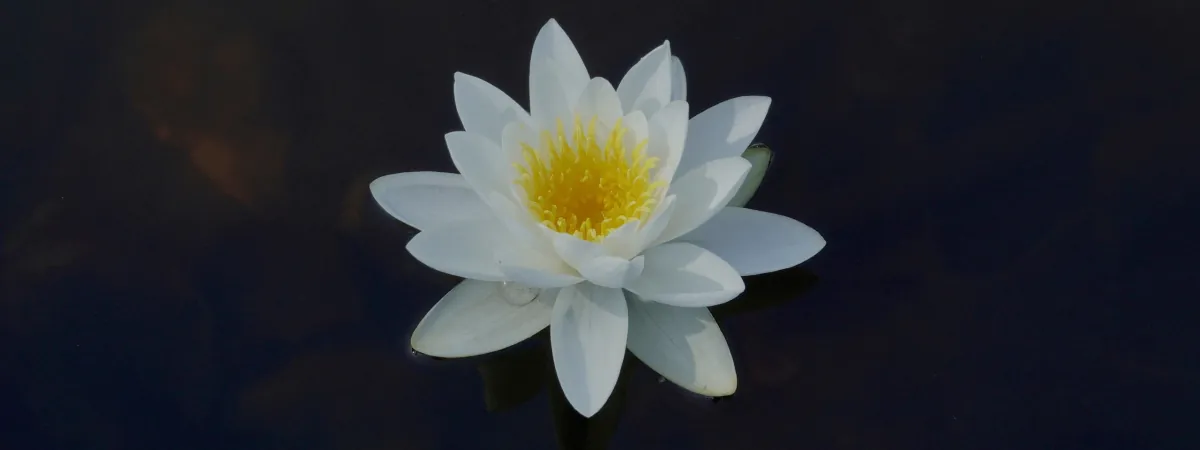 A white water lily on dark water